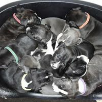 des Molosses De Sparte - American Staffordshire Terrier - Portée née le 08/09/2017