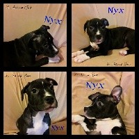 Nyx des Molosses de Sparte