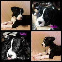 Nala des Molosses de Sparte