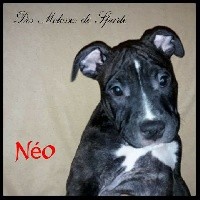 Néo des molosses de Sparte