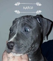 Narco des molosses de sparte